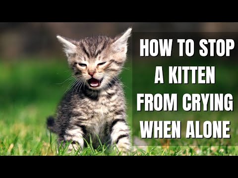 How to Stop a Kitten from Crying When Alone | Animal Kingdom