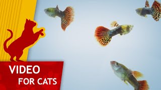 🐈 Movie for Cats 🐟 - Guppie Family (Video for Cats to watch)