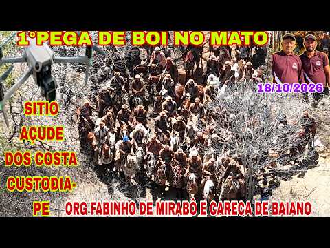 [DRONE]1°PEGA DE BOI NO MATO SITIO AÇUDE DOS COSTA CUSTODIA-PE ORG FABINHO e CARECA.