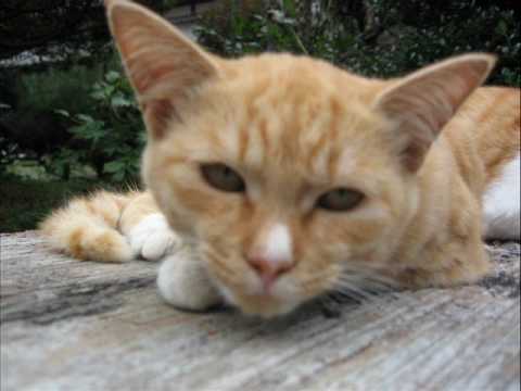 FictionJunctionYUUKA/暁の車(ピアノソロ演奏)（音声のみ）