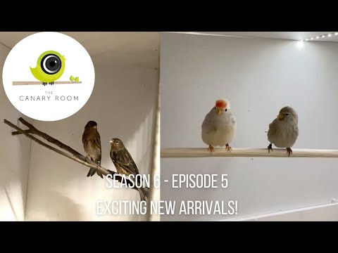 The Canary Room Season 6 Episode 5 - Exciting New Arrivals!!!