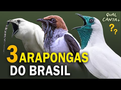 Todas as Arapongas do Brasil