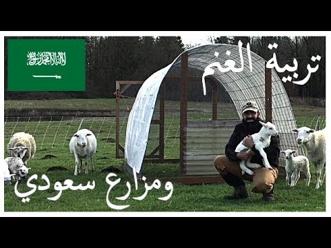 , title : 'كيف تبدأ في تربية الغنم (ومزارع سعودي)'