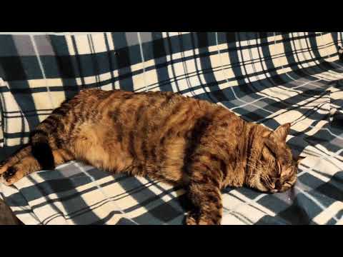 نانسی خوابالو 🥰😻