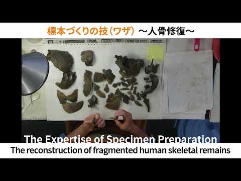 考古学的発見: 切断された骨 – 研究者は邪悪な理論を立てている