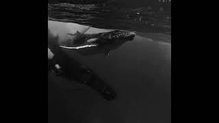 L&S // CAN’T BREATHE // WHEN THE VOWELS FALL