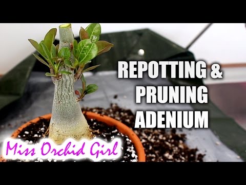 , title : 'Repotting and pruning Adenium'