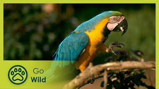 Parrots Paradise, Ambassadors of the Rainforest | Go Wild