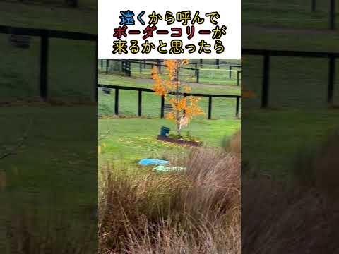 遠くから呼んでボーダーコリーが来るかと思ったら #いぬ  #ボーダーコリー  #動物  #バンビ #かわいい