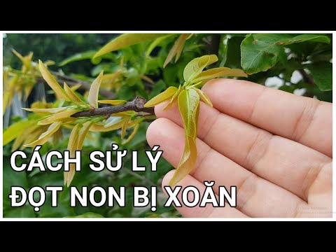 🔴 QBS22202 - CÁCH SỬ LÝ LÁ MAI BỊ XOĂN || NGUYÊN NHÂN LÁ NON MAI VÀNG BỊ XOĂN VÀ CÁCH SỬ LÝ XOĂN LÁ