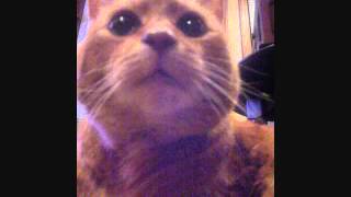 cant rollerskate in a buffalo herd funny .wmv