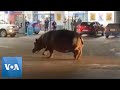 Hippo Takes Stroll Through South African Town