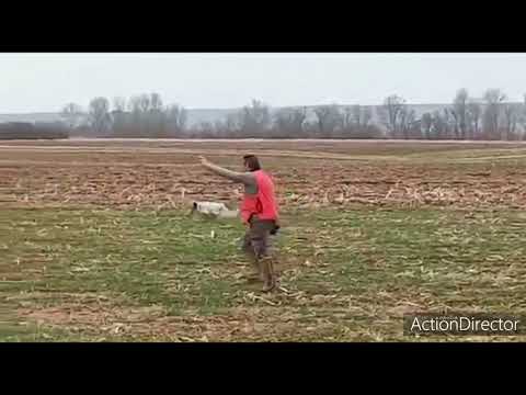 Ambrofellis setter di ambrogio cereda