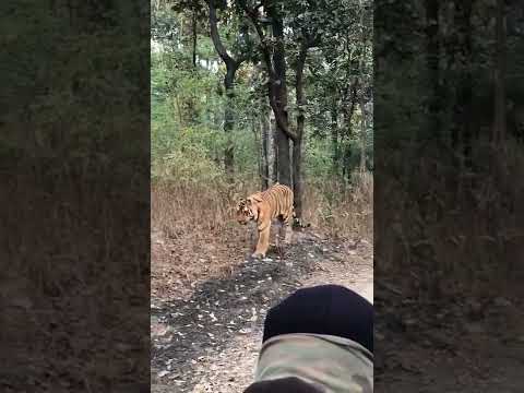 Sher Khan straight out of Kiplings Jungle Book (Pench National Park) #tiger #viral #trending #shorts