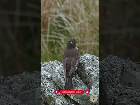 Mini-Trockenmauer bauen: Die ökologische Beeteinfassung aus Bruchsteinen