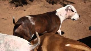 Citizens of the world.wmv