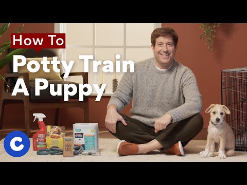 How To Potty Train a Puppy | Chewtorials