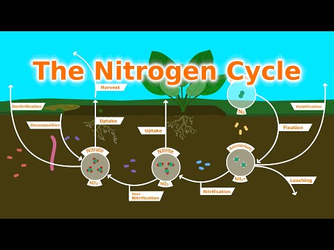 YouTube video about: Which soil component contributes the most nitrogen to plants?