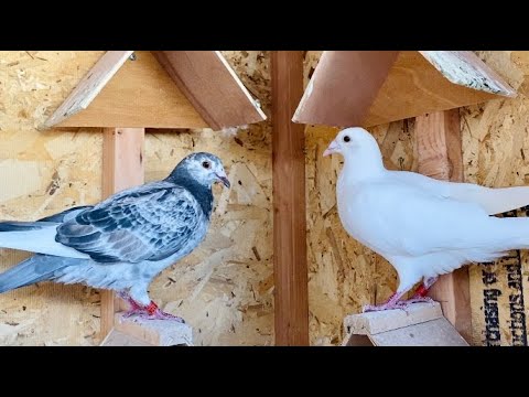 Loft Flying my 2021 Racing Pigeons after Work