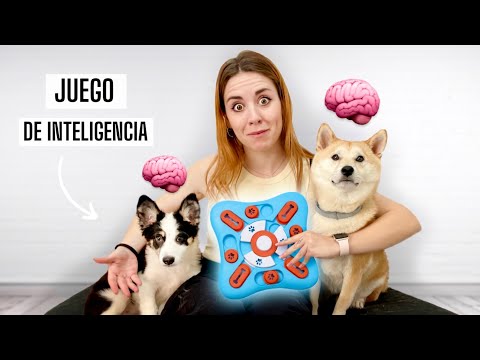 Pongo a MIS PERROS a PRUEBA con un JUGUETE de INTELIGENCIA🧠🐶