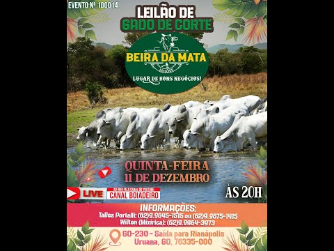 Beira da Mata Leilões - Uruana GO - Leilão de Gado de Corte em Goiás @canal.boiadeiro #live #gado