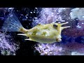 TOUR Dell Acquario Di GENOVA Documentario E Recensione