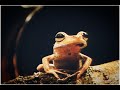 Mayakkam Enna Whatsapp Status Mayakkam Enna Bgm Whatsapp Status