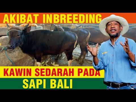 , title : 'Akibat Sapi Kawin Sedarah (Inbreeding) Postur Sapi Bali Jadi Kecil'