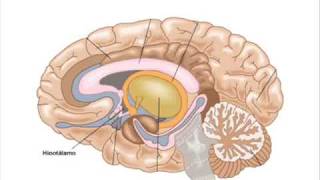 Sistema Nervoso Central