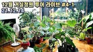 12월 거실정원 투어 라이브!!  독일카씨 식물라이브#4-1