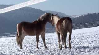 preview picture of video 'Haflinger im Schnee'