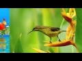 Yellow bird -  Gruppo YELLOW BIRD '94 HD