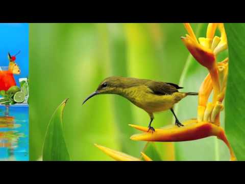 Yellow Bird video