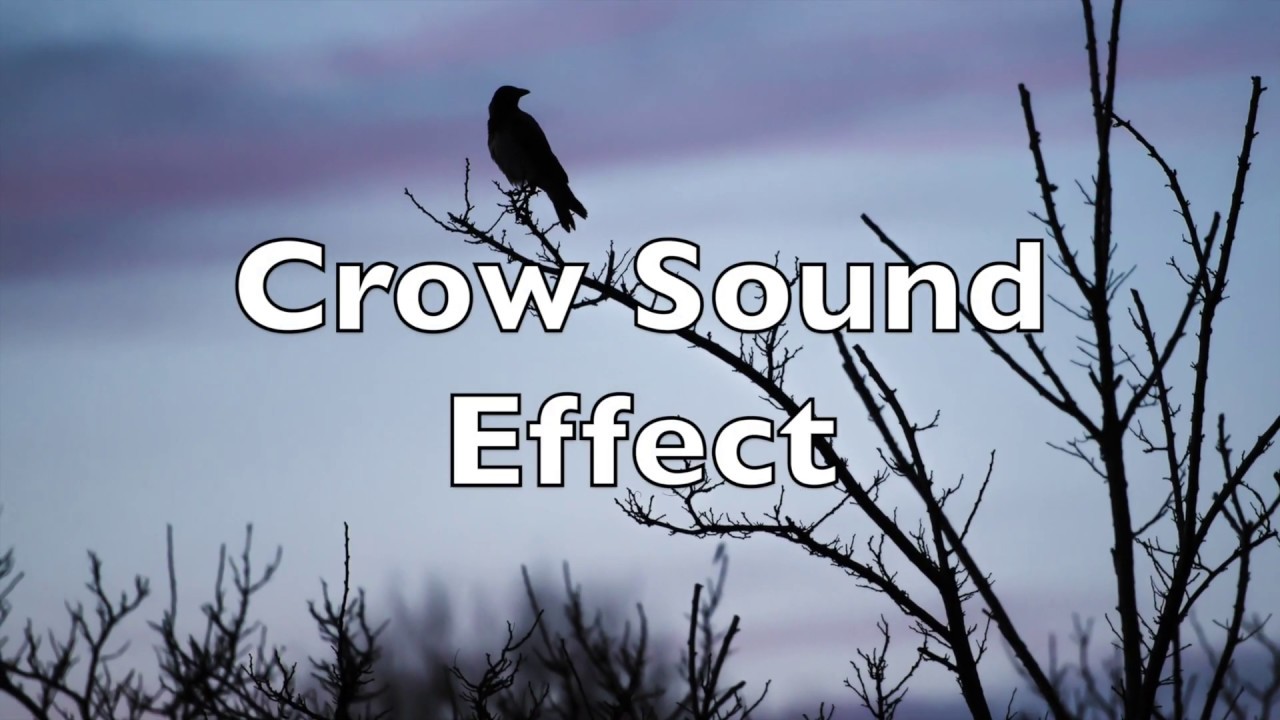 Crow Sound Effect - HD Quality