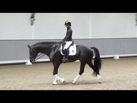 Van Olst Horses Kjento