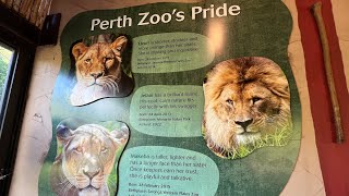 Perth zoo Western Australia 2024 walking tour, Summer fun