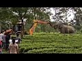 Heartbreaking Elephant Seen Confronting JCB In Assam Forest Viral Video Sparks Outrage