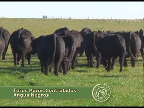 Cabaña La Torcacita de Piray Mini S.A. - Jueves 29 de Agosto 2013 - Remate 10° Aniversario