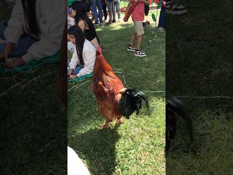 Mercado campesino en saladoblanco huila 💪🏻