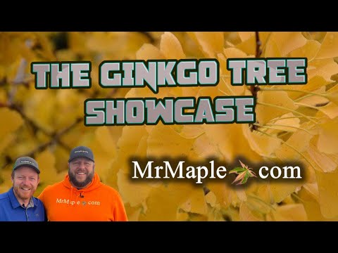 Ginkgo Trees ~ Ginkgo biloba | Saturday Showcase |
