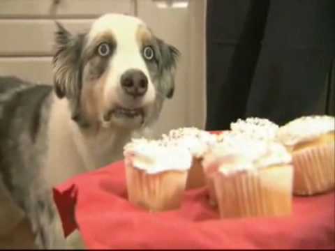 ТОП 10 СОБАК С ЯБЛОКОМ ВО РТУ - YouTube