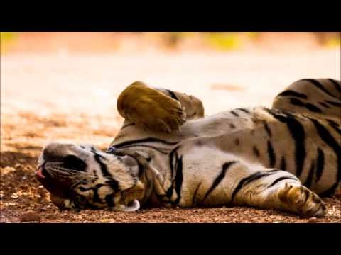 boris ćiro gašparac - ja sam sve zaboravio