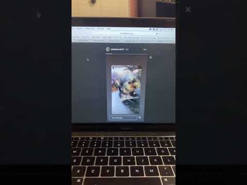 Hailee Steinfeld’s Pet Dog, Martini