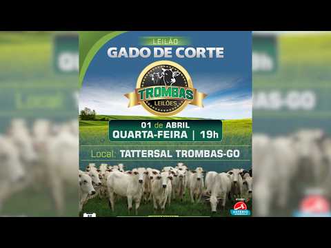 LEILÃO  GADO DE CORTE TROMBAS LEILÕES - TROMBAS GOIAS  - 01 / 04 / 2026