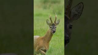 Starke Böcke zwischen den Dünen #bockjagd #borkum #jagd