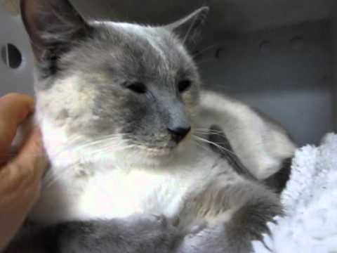 DONNA, blue/cream tortie point siamese cat, loves everyone, looks like a show cat!