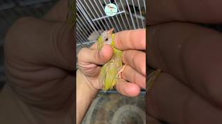 Download lagu Betina cantik: Cinnamon, burung pipit parrot berwajah biru yang sedang berganti bulu, bulu-bulunya yang usang akan menumbuhkan bulu-bulu baru. mp3