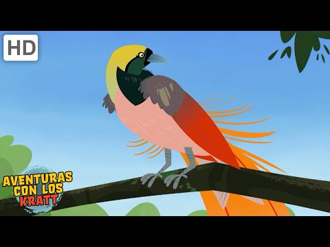 Hermosos pájaros | águilas, halcones, colibríes + más [episodios completos] Aventuras con los Kratt