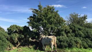 Walter saves cow with chainsaw!