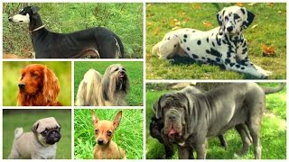 Neapolitan Mastiff - Big Pet Dog With Fearsome Appearance